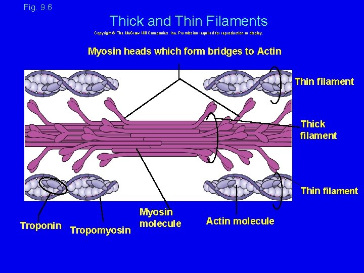 Fig. 9. 6 Thick and Thin Filaments Copyright © The Mc. Graw-Hill Companies, Inc.