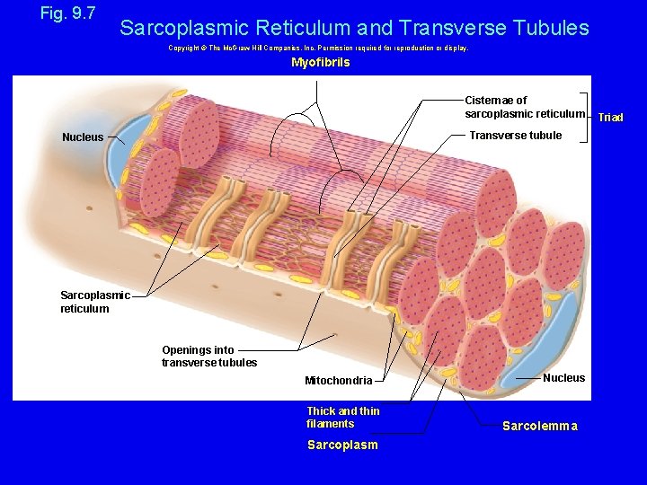 Fig. 9. 7 Sarcoplasmic Reticulum and Transverse Tubules Copyright © The Mc. Graw-Hill Companies,