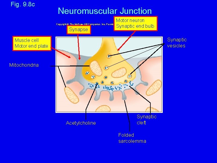 Fig. 9. 8 c Neuromuscular Junction Motor neuron Synaptic end bulb Copyright © The