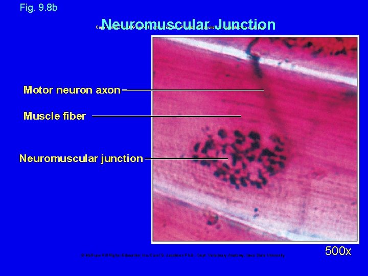 Fig. 9. 8 b Neuromuscular Junction Copyright © The Mc. Graw-Hill Companies, Inc. Permission