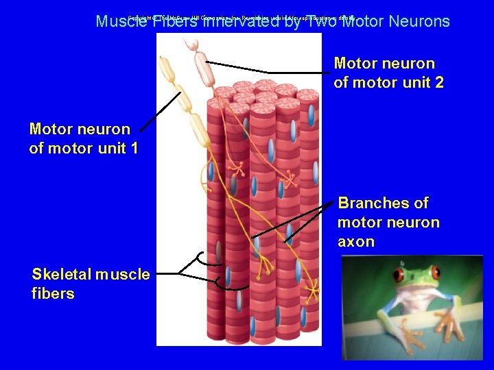 Muscle Fibers innervated by Two Motor Neurons Copyright © The Mc. Graw-Hill Companies, Inc.