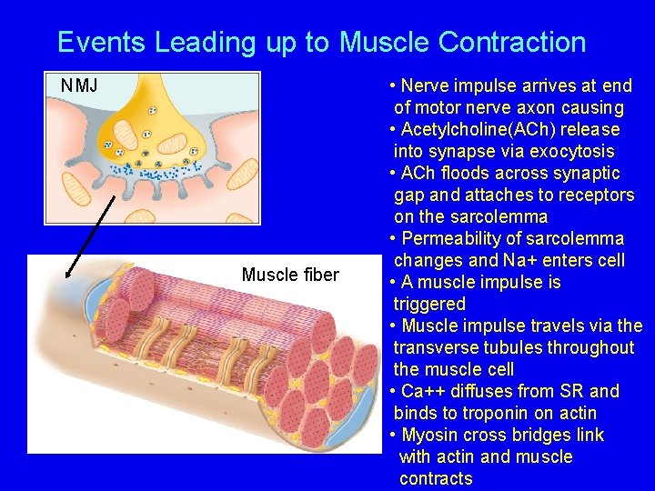 Events Leading up to Muscle Contraction NMJ Muscle fiber • Nerve impulse arrives at