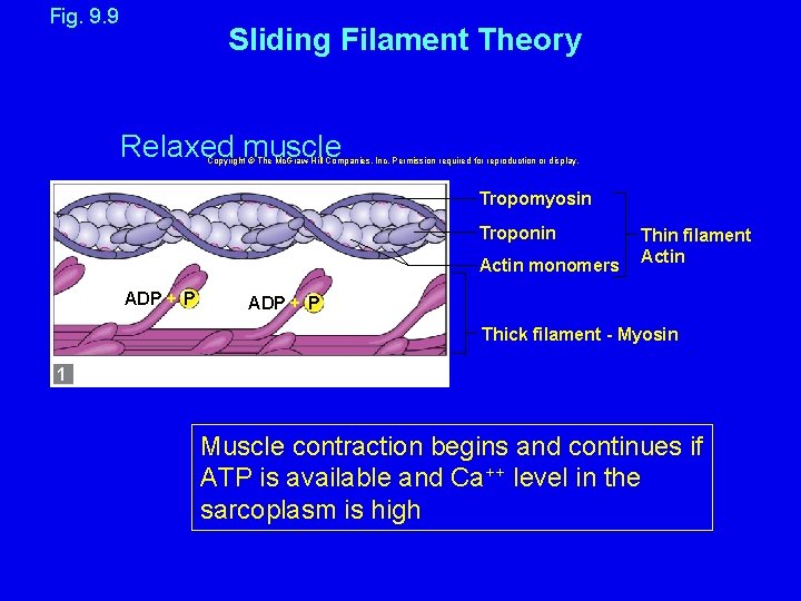 Fig. 9. 9 Sliding Filament Theory Relaxed muscle Copyright © The Mc. Graw-Hill Companies,
