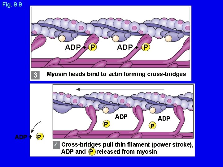 Fig. 9. 9 ADP + P 3 ADP + P Myosin heads bind to