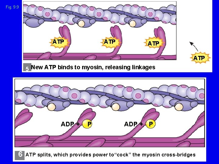 Fig. 9. 9 ATP ATP 5 New ATP binds to myosin, releasing linkages ADP