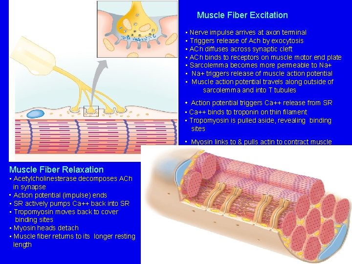 Muscle Fiber Excitation • Nerve impulse arrives at axon terminal • Triggers release of