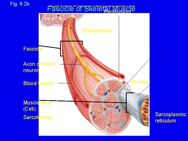 Fig. 9. 2 b Fascicle of Skeletal Muscle Perimysium Copyright © The Mc. Graw-Hill