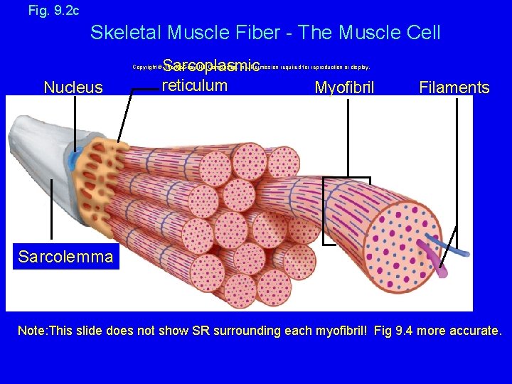 Fig. 9. 2 c Skeletal Muscle Fiber - The Muscle Cell Sarcoplasmic reticulum Copyright