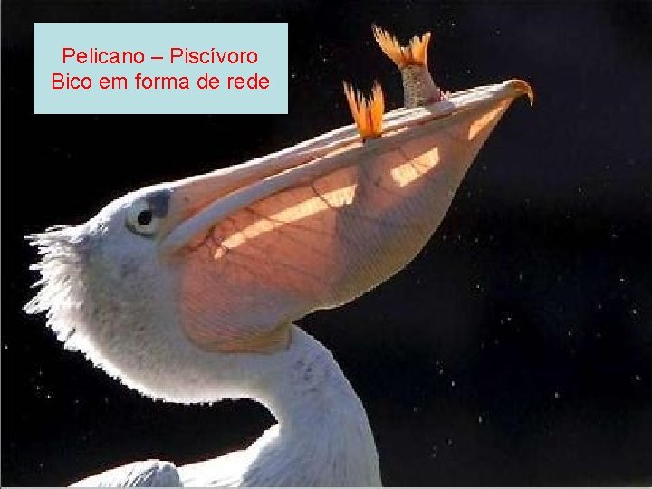 AVES Pelicano – Piscívoro Bico em forma de rede 