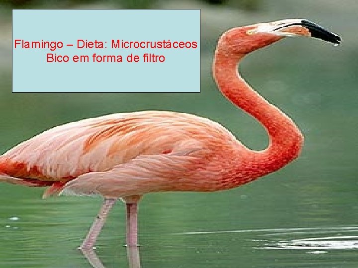 AVES Flamingo – Dieta: Microcrustáceos Bico em forma de filtro 
