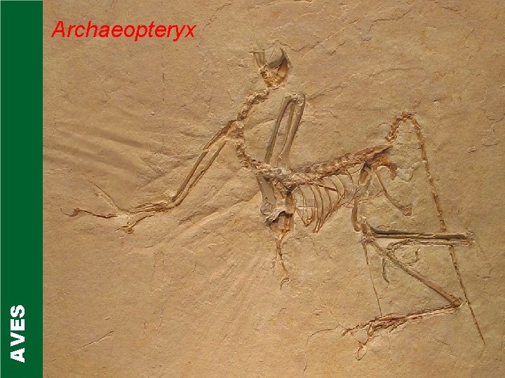 AVES Archaeopteryx 