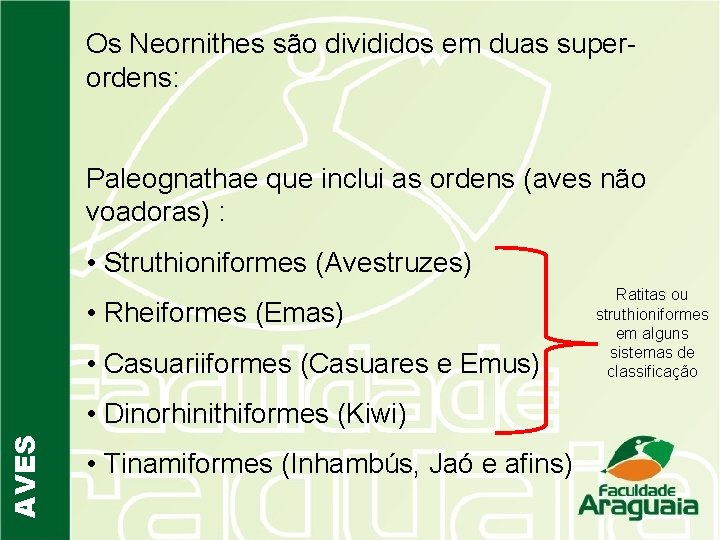 Os Neornithes são divididos em duas superordens: Paleognathae que inclui as ordens (aves não