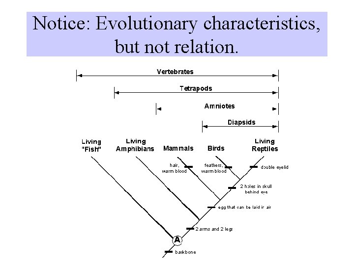 Notice: Evolutionary characteristics, but not relation. 