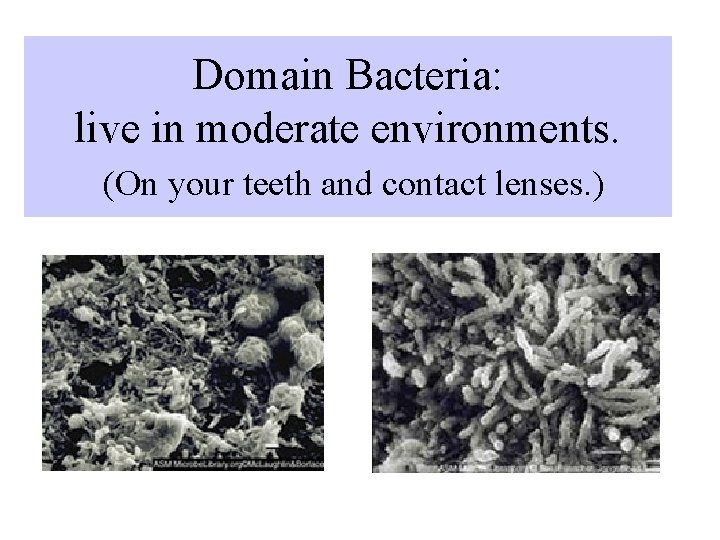 Domain Bacteria: live in moderate environments. (On your teeth and contact lenses. ) 