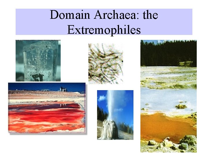 Domain Archaea: the Extremophiles 