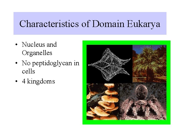 Characteristics of Domain Eukarya • Nucleus and Organelles • No peptidoglycan in cells •