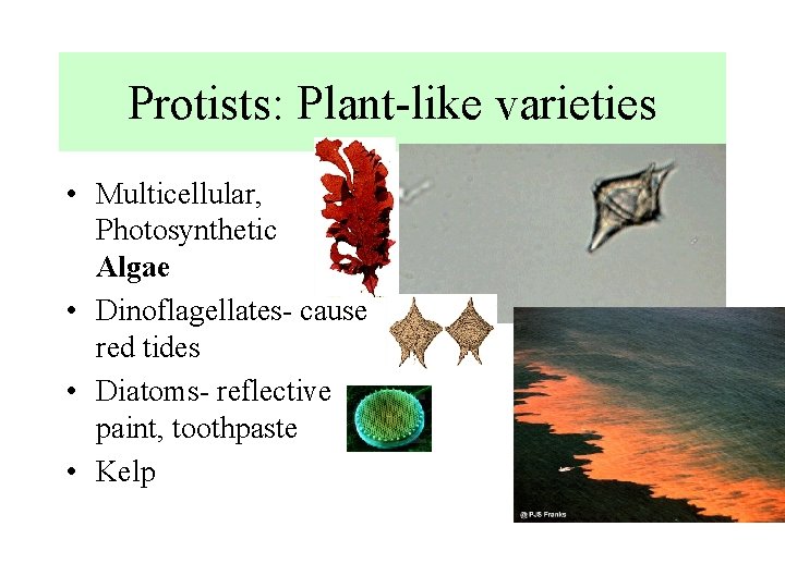 Protists: Plant-like varieties • Multicellular, Photosynthetic = Algae • Dinoflagellates- cause red tides •