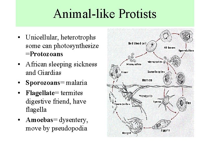 Animal-like Protists • Unicellular, heterotrophs some can photosynthesize =Protozoans • African sleeping sickness and