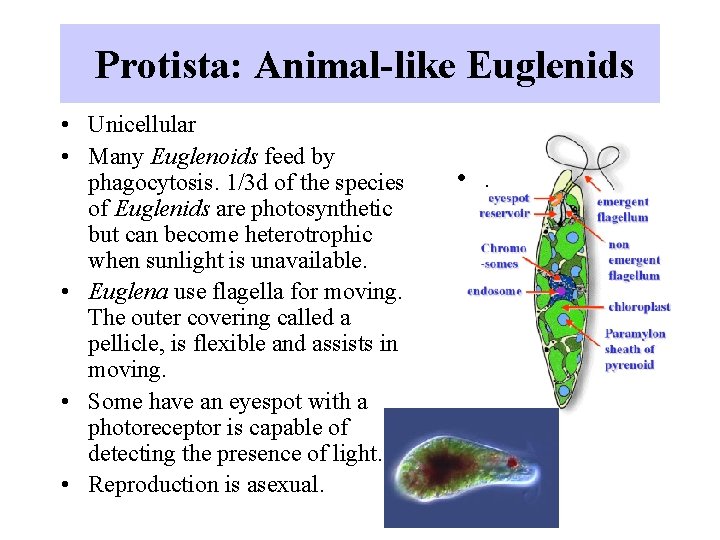 Protista: Animal-like Euglenids • Unicellular • Many Euglenoids feed by phagocytosis. 1/3 d of