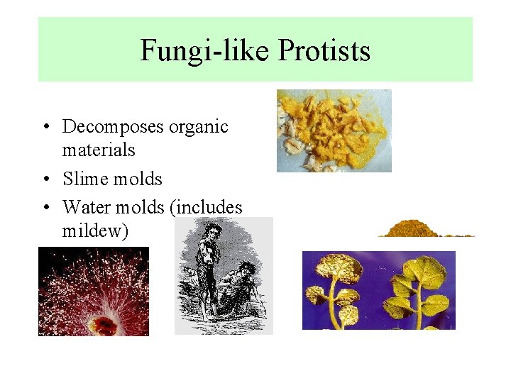 Fungi-like Protists • Decomposes organic materials • Slime molds • Water molds (includes mildew)