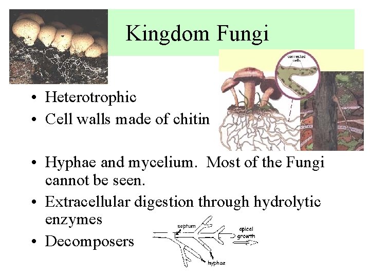 Kingdom Fungi • Heterotrophic • Cell walls made of chitin • Hyphae and mycelium.