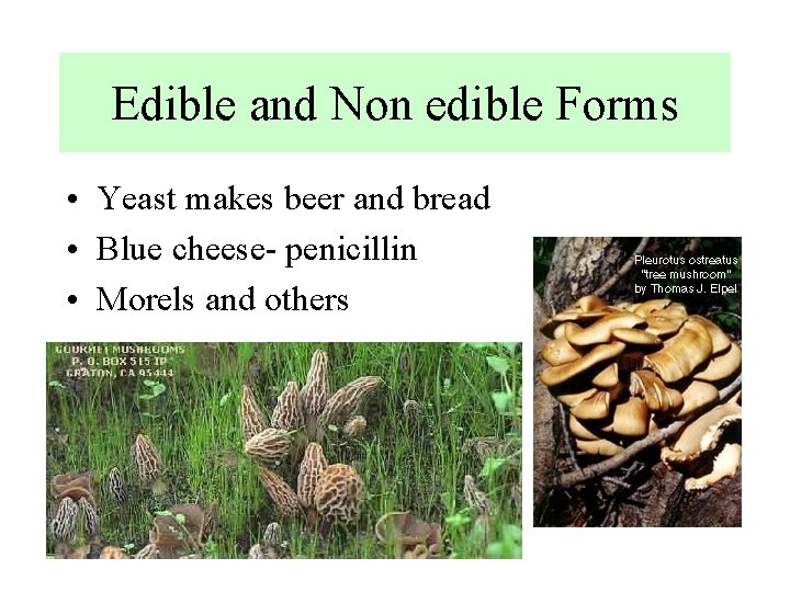 Edible and Non edible Forms • Yeast makes beer and bread • Blue cheese-