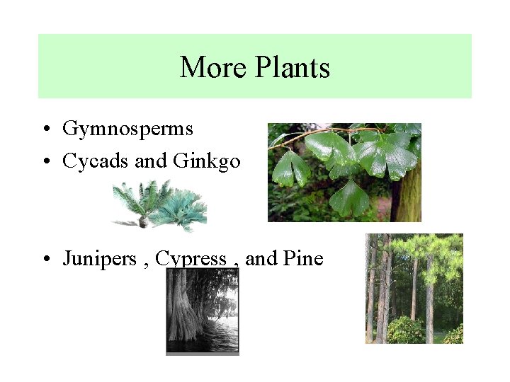 More Plants • Gymnosperms • Cycads and Ginkgo • Junipers , Cypress , and