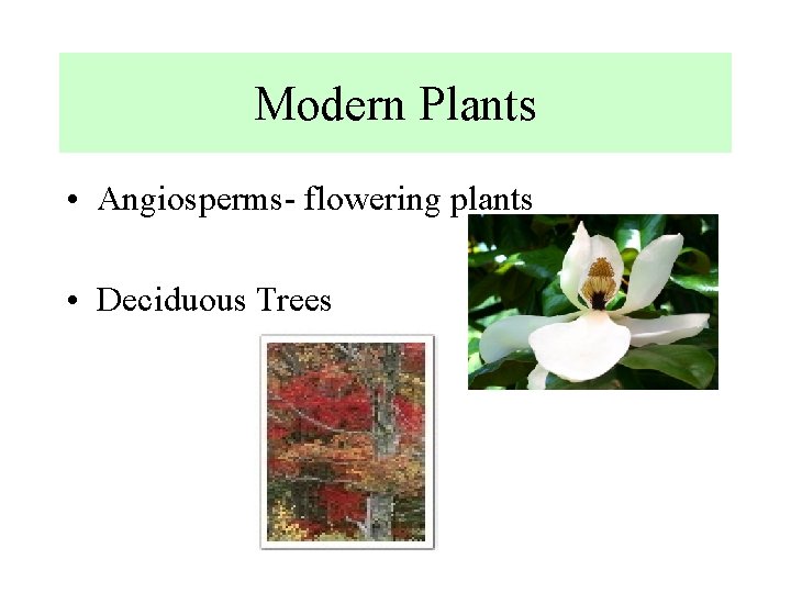 Modern Plants • Angiosperms- flowering plants • Deciduous Trees 