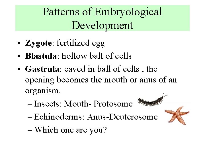 Patterns of Embryological Development • Zygote: fertilized egg • Blastula: hollow ball of cells