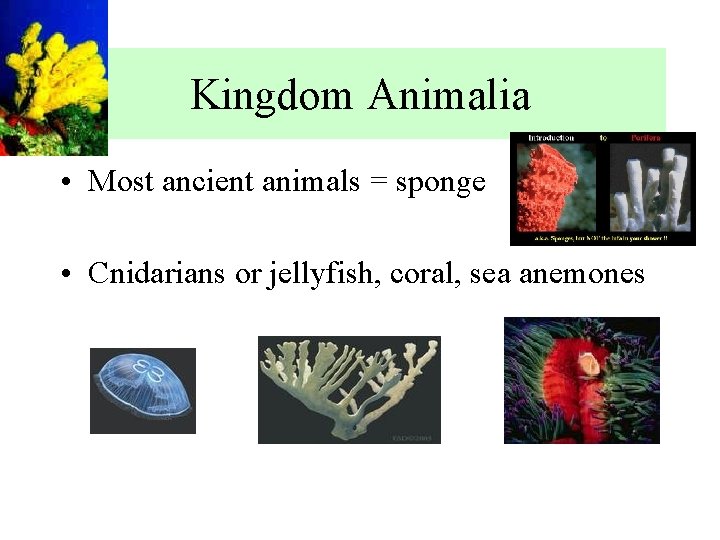 Kingdom Animalia • Most ancient animals = sponge • Cnidarians or jellyfish, coral, sea