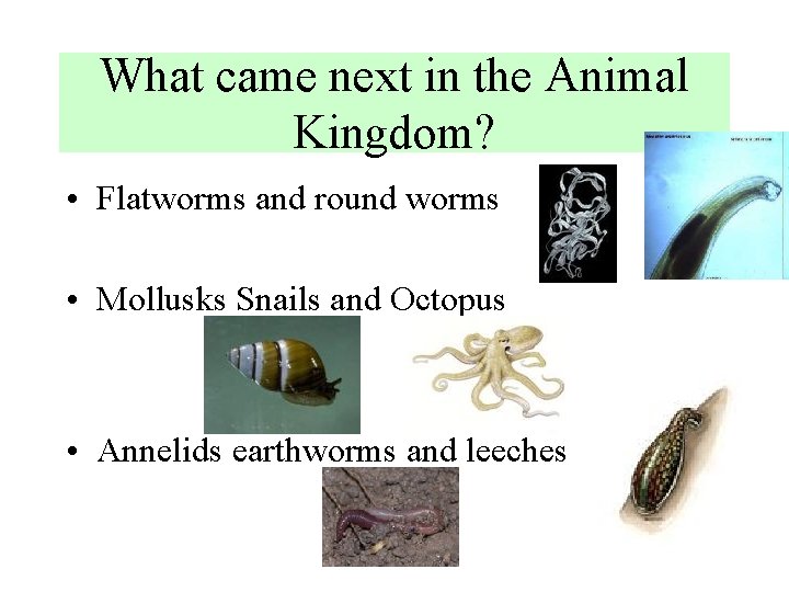 What came next in the Animal Kingdom? • Flatworms and round worms • Mollusks