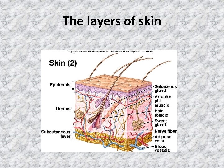 The layers of skin The layers of skin