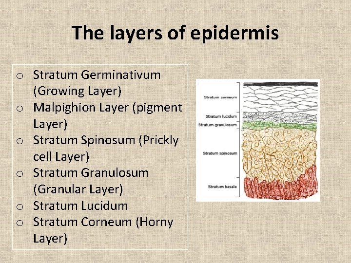 The layers of epidermis o Stratum Germinativum (Growing Layer) o Malpighion Layer (pigment Layer) The layers of epidermis o Stratum Germinativum (Growing Layer) o Malpighion Layer (pigment Layer)