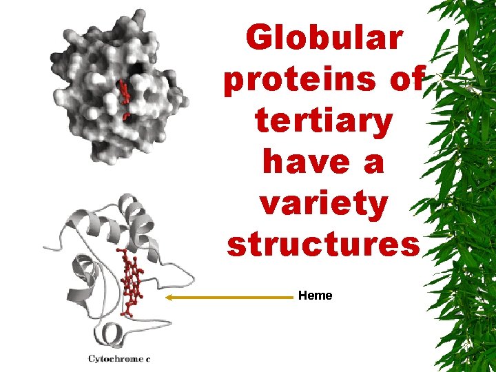 Globular proteins of tertiary have a variety structures Heme 