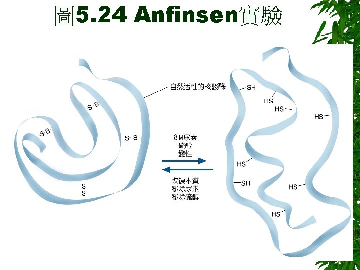 圖 5. 24 Anfinsen實驗 