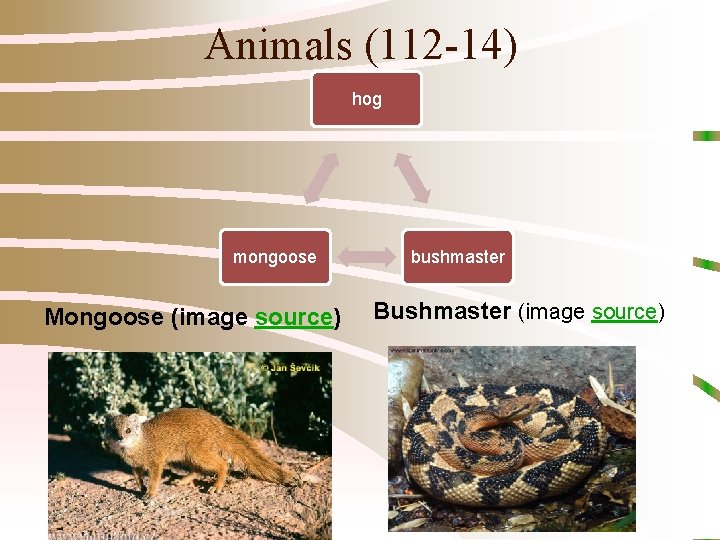 Animals (112 -14) hog mongoose Mongoose (image source) bushmaster Bushmaster (image source) 