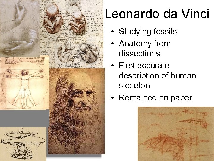 Leonardo da Vinci • Studying fossils • Anatomy from dissections • First accurate description