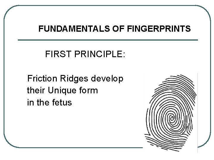 FUNDAMENTALS OF FINGERPRINTS FIRST PRINCIPLE: Friction Ridges develop their Unique form in the fetus