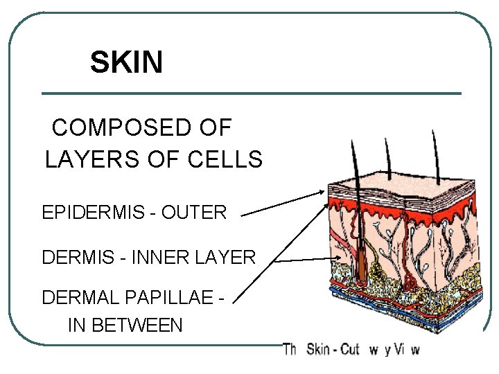 SKIN COMPOSED OF LAYERS OF CELLS EPIDERMIS - OUTER DERMIS - INNER LAYER DERMAL