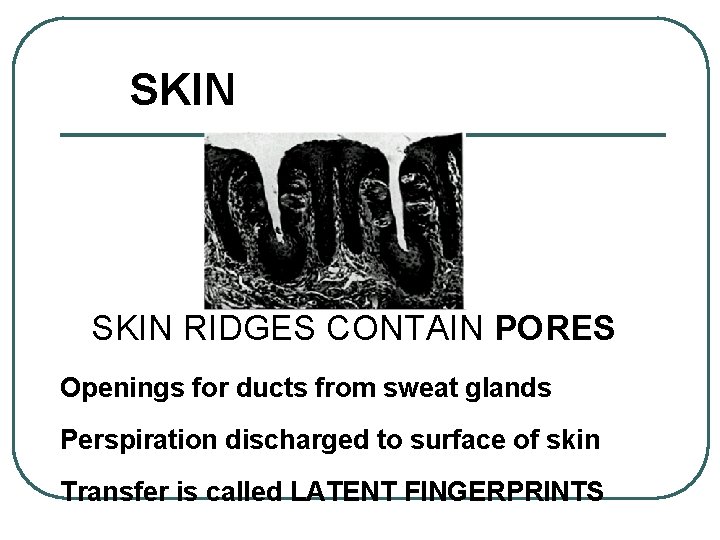 SKIN RIDGES CONTAIN PORES Openings for ducts from sweat glands Perspiration discharged to surface