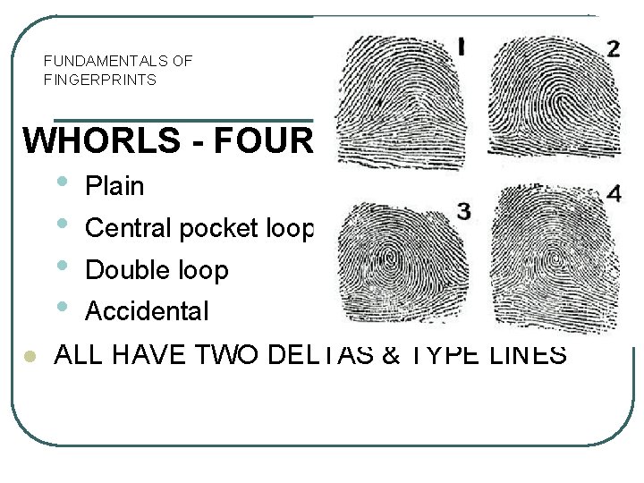 FUNDAMENTALS OF FINGERPRINTS WHORLS - FOUR TYPES • • l Plain Central pocket loop