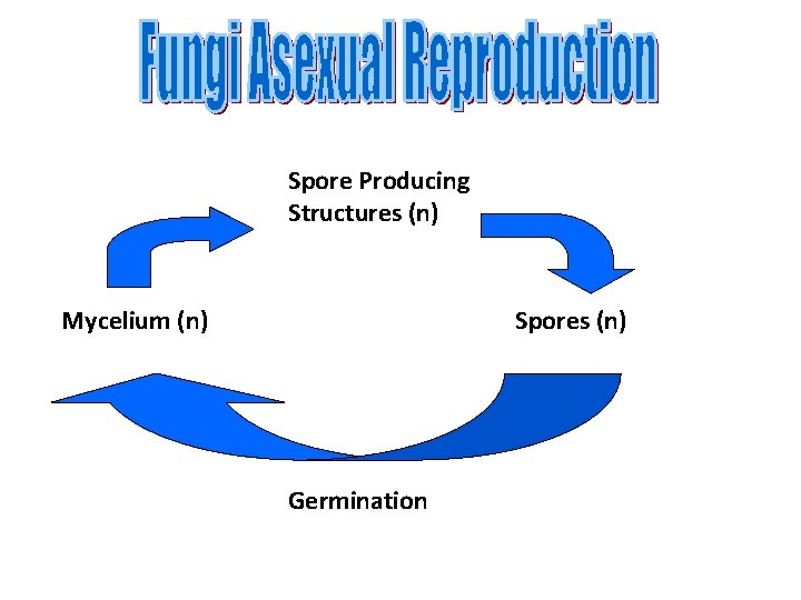 Spore Producing Structures (n) Mycelium (n) Spores (n) Germination Spore Producing Structures (n) Mycelium (n) Spores (n) Germination