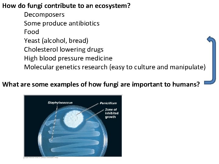 How do fungi contribute to an ecosystem? Decomposers Some produce antibiotics Food Yeast (alcohol, How do fungi contribute to an ecosystem? Decomposers Some produce antibiotics Food Yeast (alcohol,