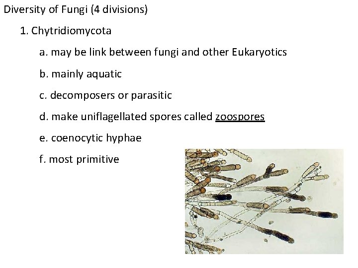 Diversity of Fungi (4 divisions) 1. Chytridiomycota a. may be link between fungi and Diversity of Fungi (4 divisions) 1. Chytridiomycota a. may be link between fungi and