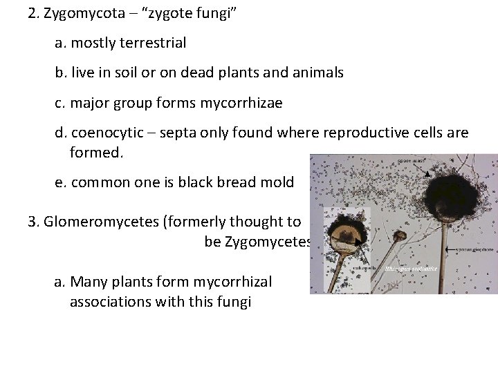 2. Zygomycota – “zygote fungi” a. mostly terrestrial b. live in soil or on 2. Zygomycota – “zygote fungi” a. mostly terrestrial b. live in soil or on