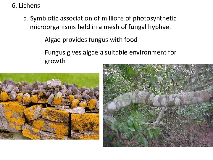 6. Lichens a. Symbiotic association of millions of photosynthetic microorganisms held in a mesh 6. Lichens a. Symbiotic association of millions of photosynthetic microorganisms held in a mesh