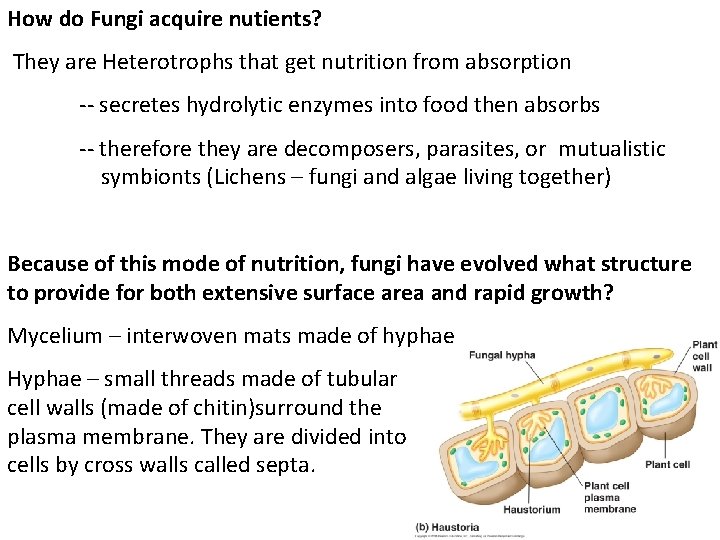 How do Fungi acquire nutients? They are Heterotrophs that get nutrition from absorption -- How do Fungi acquire nutients? They are Heterotrophs that get nutrition from absorption --