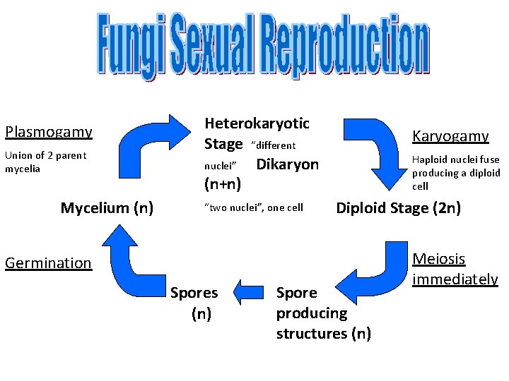 Plasmogamy Union of 2 parent mycelia Mycelium (n) Heterokaryotic Stage “different nuclei” Dikaryon (n+n) Plasmogamy Union of 2 parent mycelia Mycelium (n) Heterokaryotic Stage “different nuclei” Dikaryon (n+n)