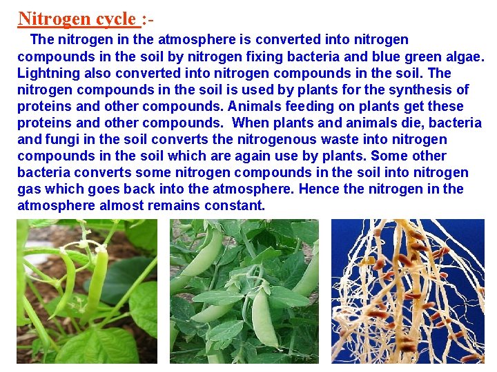 Nitrogen cycle : The nitrogen in the atmosphere is converted into nitrogen compounds in