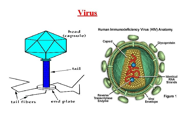 Virus 